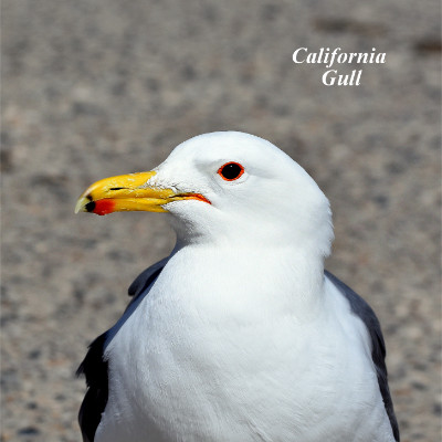 California Gull